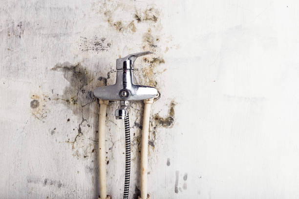 Best Affordable Mold Removal  in Kernersville, NC