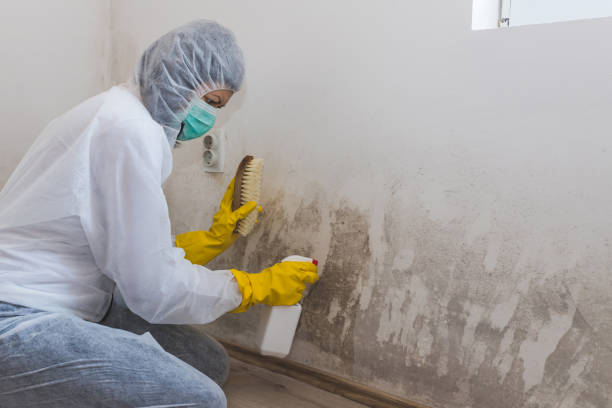 Best Mold Inspection  in Kernersville, NC