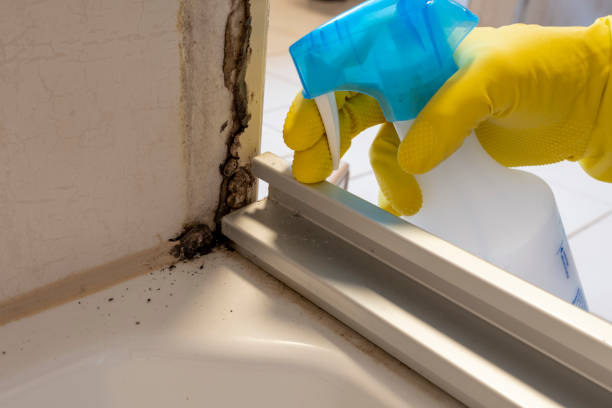 Best Attic Mold Removal  in Kernersville, NC