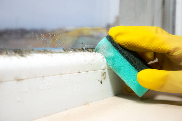 Attic Mold Removal in Kernersville, NC