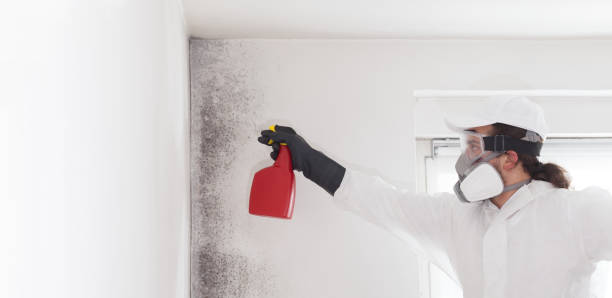 Best Certified Mold Removal  in Kernersville, NC