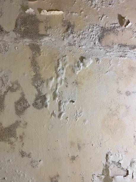 Best Mold Removal Company Near Me  in Kernersville, NC