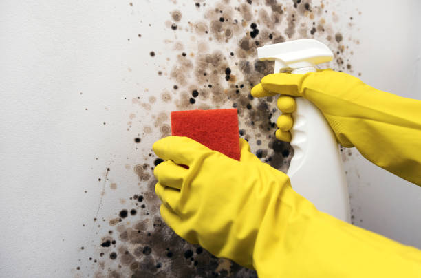 Crawl Space Mold Removal in Kernersville, NC