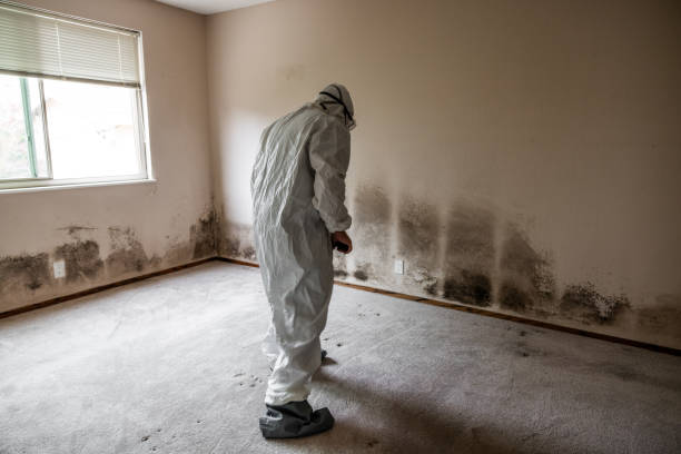 Best Local Mold Removal Service  in Kernersville, NC
