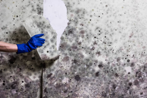 Best Office Mold Removal Services  in Kernersville, NC