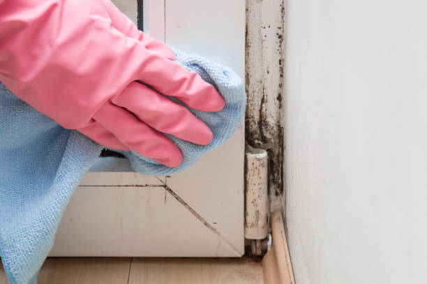 Best Professional Mold Removal  in Kernersville, NC