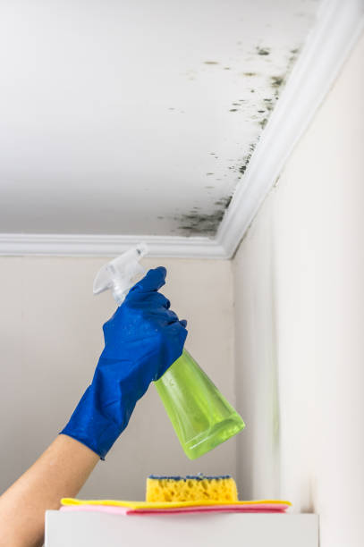 Best Mold Cleaning Services  in Kernersville, NC