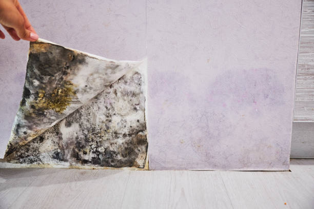 Best Best Mold Removal Companies  in Kernersville, NC